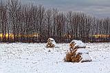 Snowy Bales_20297